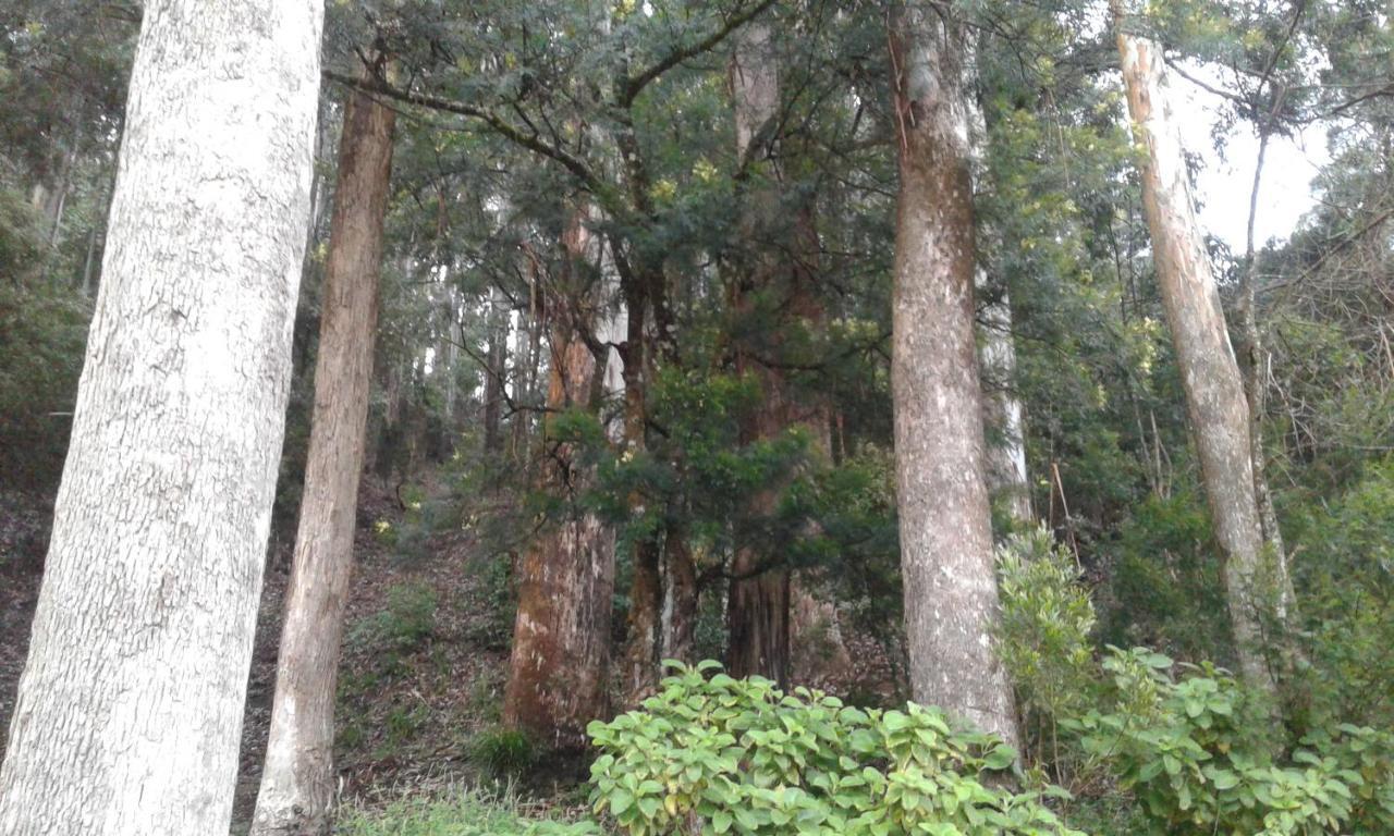 شقة Woods Hut نوفارا إيلِيا المظهر الخارجي الصورة